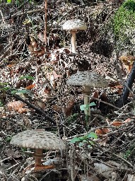Chlorophyllum olivieri