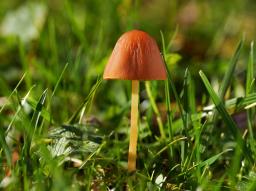 Conocybe alboradicans