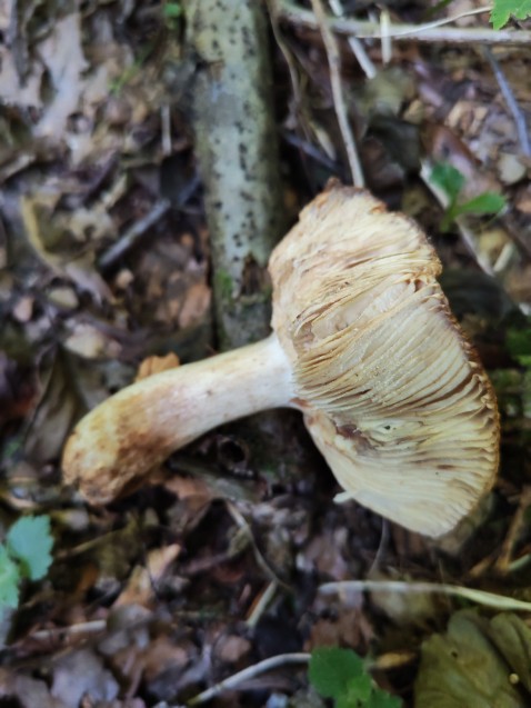 Russula subfoetens