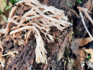 Artomyces pyxidatus