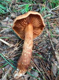 Cortinarius rubellus