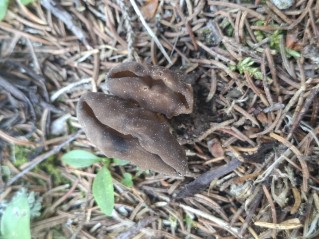 Helvella costifera