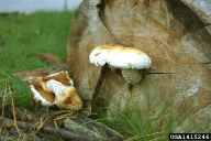 Pholiota populnea