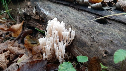 Artomyces pyxidatus