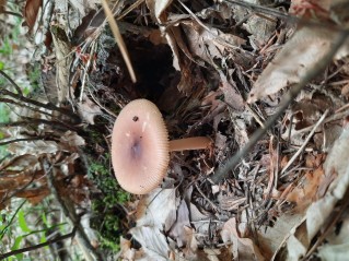 Amanita fulva