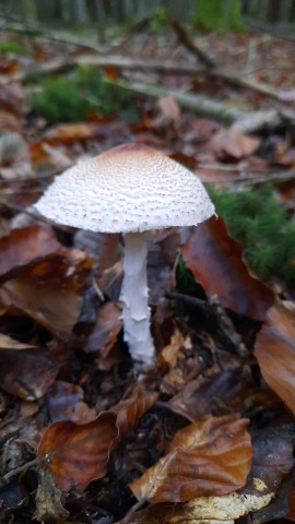 Lepiota ignivolvata