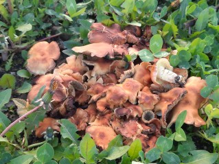 Hypholoma lateritium