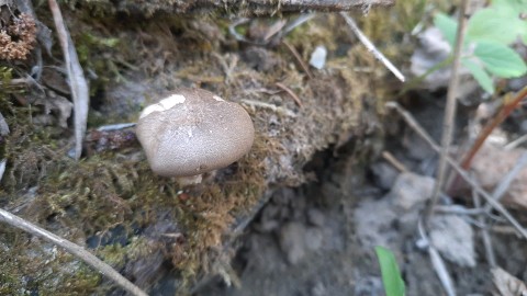 Lentinus substrictus