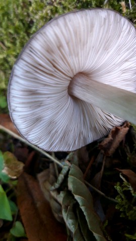 Pluteus atromarginatus