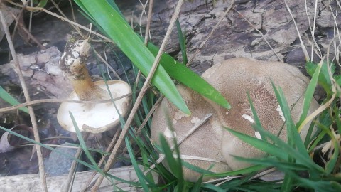 Lentinus substrictus