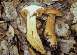 Aureonarius callisteus