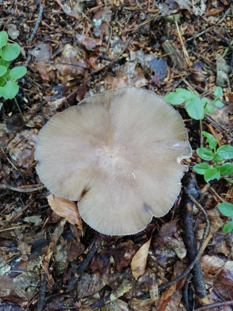 Megacollybia platyphylla