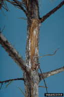 Fusarium circinatum