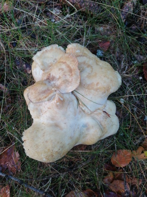Albatrellopsis confluens