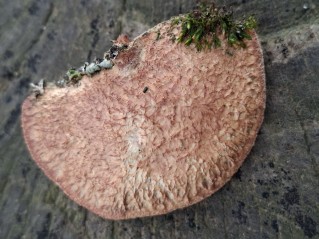 Hapalopilus nidulans