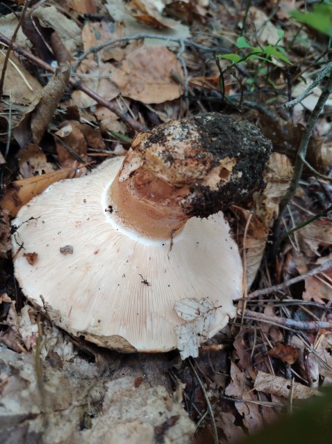 Tricholoma colossus