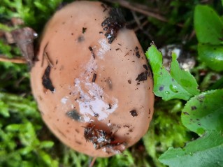Suillus granulatus