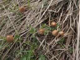 Conocybe rickeniana