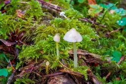 Mycena epipterygia