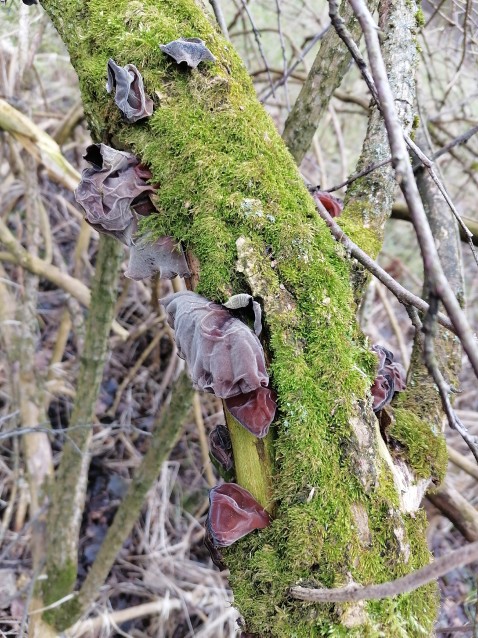 Auricularia auricula-judae