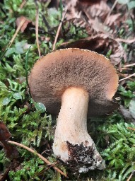 Suillus variegatus