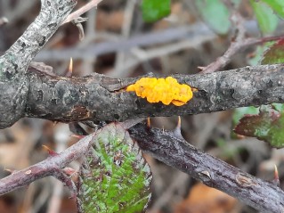 Tremella mesenterica