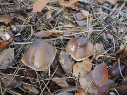 Cortinarius elatior