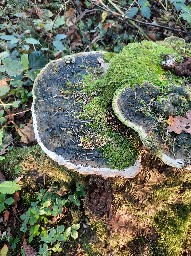 Trametes gibbosa