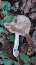 Entoloma sinuatum