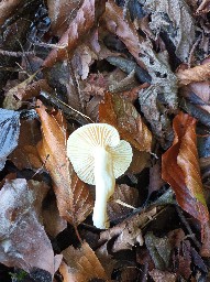 Hygrophorus cossus