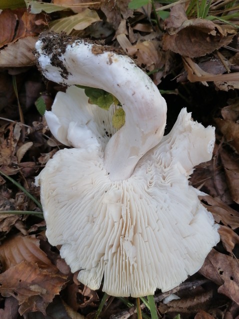 Tricholoma columbetta