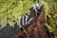 Xylaria hypoxylon