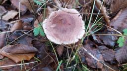 Tricholoma vaccinum