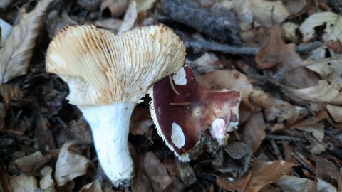 Russula integra