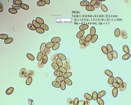 Flammulaster limulatus