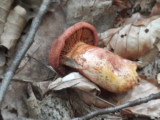 Cortinarius bolaris