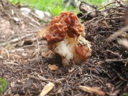 Gyromitra esculenta