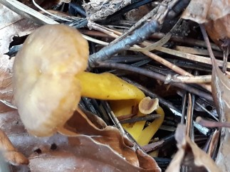 Craterellus tubaeformis