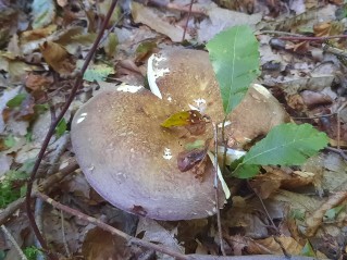 Russula olivacea