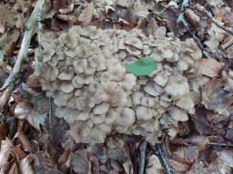 Polyporus umbellatus