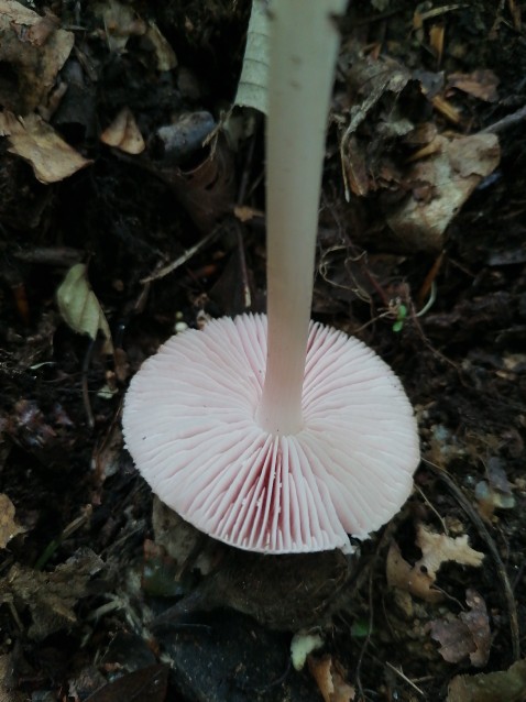 Mycena rosea