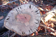 Xylosandrus crassiusculus