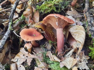 Lactarius camphoratus