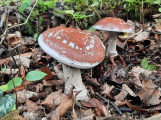 Cortinarius praestans