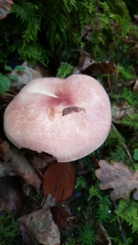 Tricholomopsis rutilans