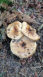 Russula grata