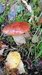 Leccinum versipelle