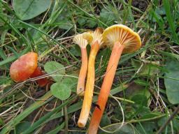 Hygrocybe cantharellus