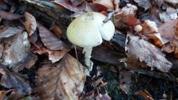 Amanita phalloides