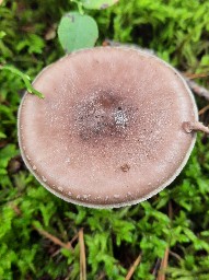 Amanita porphyria